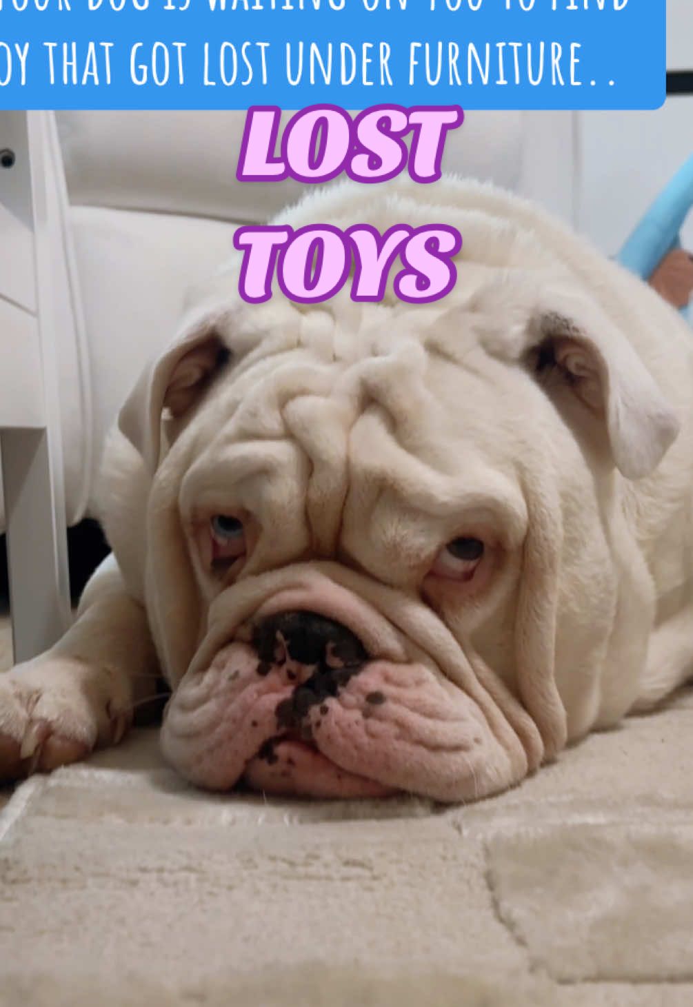 A post by @jupiterthebulldog on TikTok caption: 😆😆