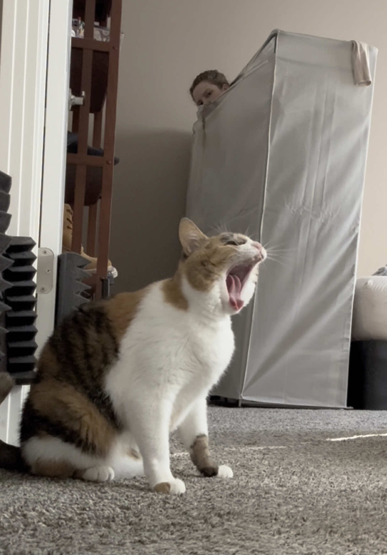 A post by @lifewithada on TikTok caption: Play hide and seek with my cat, duh #wobblycat #cerebellarhypoplasia #chcat #calicocat #calicocatsoftiktok #calico #cutecat #cat #hideandseek #prank #foryoupage #fyp 