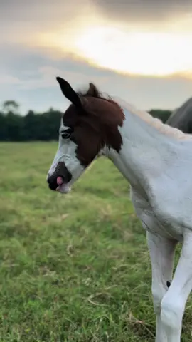 A post by @julie__perry on TikTok caption: 🥁 Short name: Rox 🪨