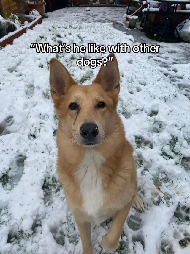 A post by @ on TikTok caption: Such a gentle boy. #dogsoftiktok #germanshepherd #myboy #doggos #fyp 
