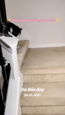 A post by @mollythepandacatofficial on TikTok caption: #onthisday #fyp #girlcat 