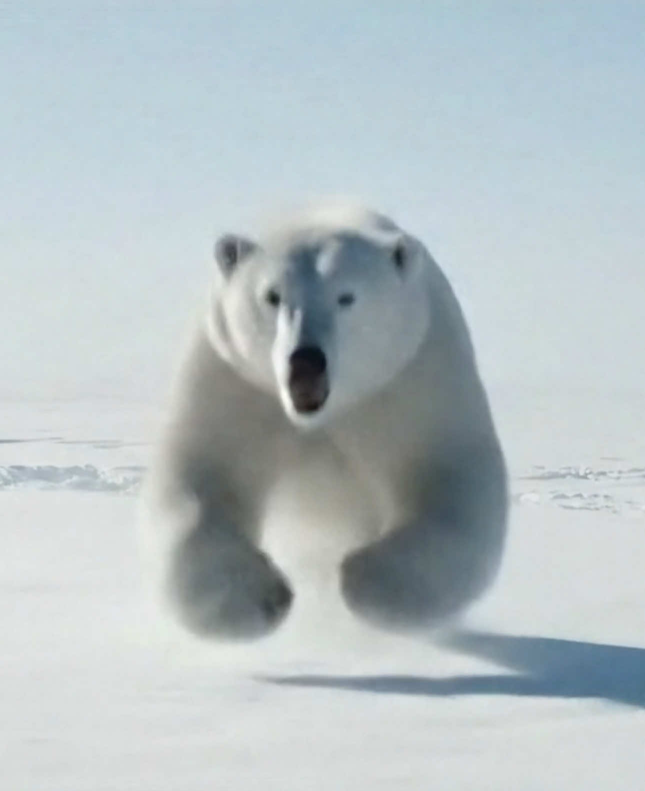 A post by @ku_13js on TikTok caption: #polarbear 