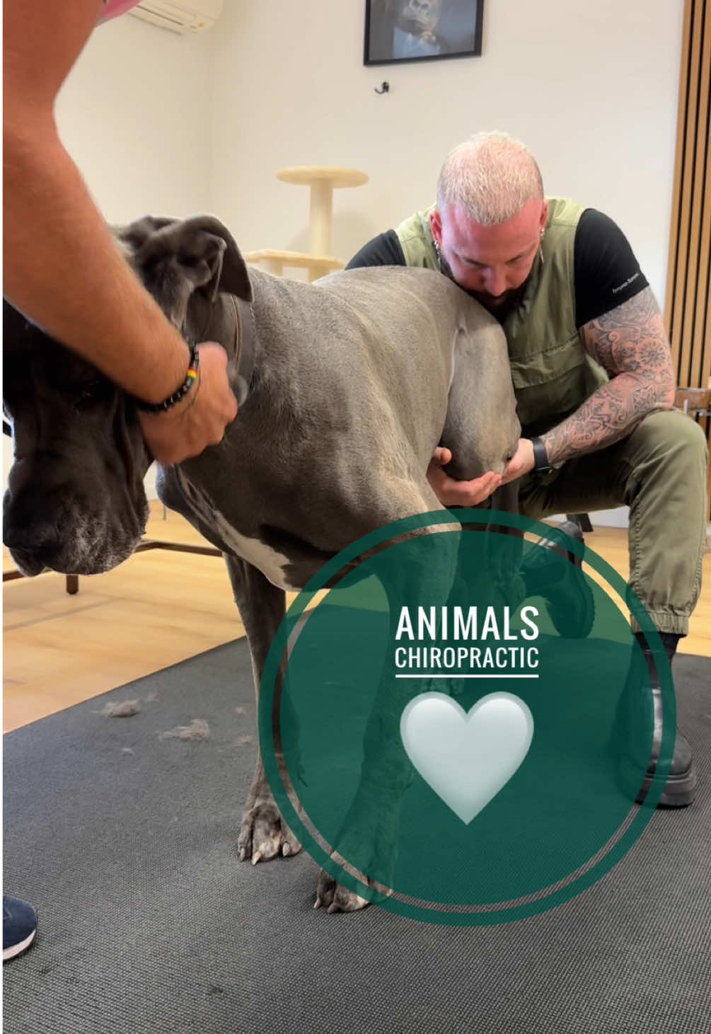 A post by @boneshandsanimals on TikTok caption: Dog with back pain 🥹🥹🥹 • • • #foryou #asmr #animal #chiropractortiktok #türkiye #hundeauftiktok #hund #tiere #Love #animals #bochum #chiropractic 