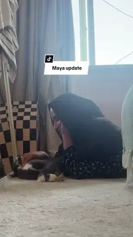 A post by @mywanderinghome on TikTok caption: Crazy cat lady till the day I die 🤪 can’t wait to bring bunny and Kiki back here soon 🥹🤍