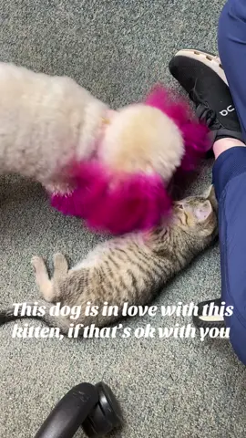 A post by @reprah_hannah on TikTok caption: Love a visit from the scariest Alligator out there #poodle #pinkpoodle #kitten #foster #adopt #rescue #pixie 