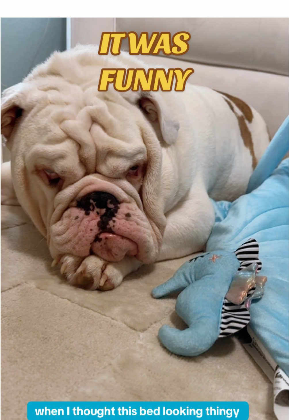 A post by @jupiterthebulldog on TikTok caption: In my defense, I thought it was my cooling mat. Y does the flesh baby need toys??!
