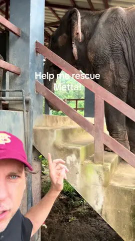 A post by @planting_peace on TikTok caption: Help rescue Metta! This poor girl is starving. To make things worse, I just learned that an elephant-riding camp put down a deposit on her. So, I asked her owner to give me 24 hours to raise the money to secure her freedom. She agreed. So, the race is on. She will just go from one hell to another if we don't secure her.  The good news is we have an amazing place to bring her. At BLES, she will have 500 acres to roam. She needs emergency medical intervention. BLES will provide that.  You can help rescue Metta by donating to her gofundme in my bio. Our site is PlantingPeace.org/ Venmo: plantingpeace333  - Aaron/Planting Peace 