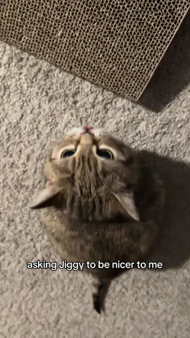 A post by @melodyandjiggy on TikTok caption: who am i kidding we are all under her thumb in this house 😔 #jiggysmalls #dwarfcat #jiggycat #foryouuuuuuuuu #foryoupage❤️❤️ #fypage #fypシ 