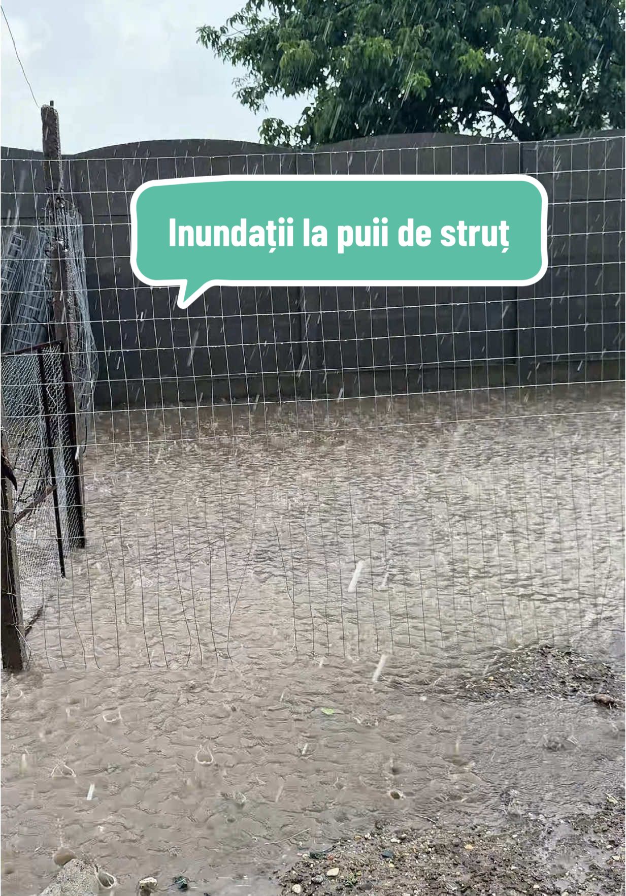 A post by @olteancaludi on TikTok caption: Puii de struț sunt foarte sensibili la umezeală. Sper să nu se îmbolnăvească! 😩