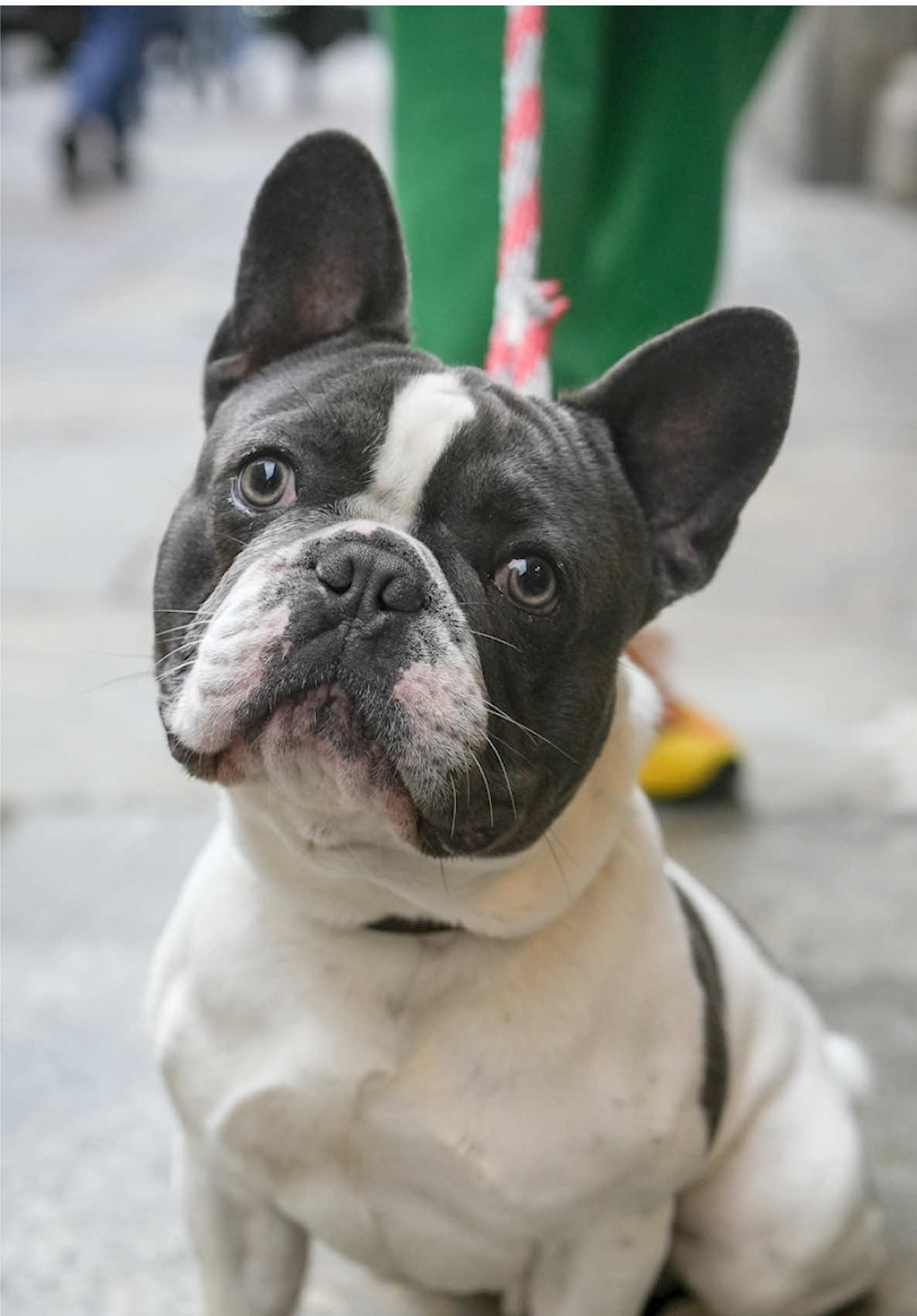 A post by @doggodaiily on TikTok caption: Cavour 🩶🥰 video rimasto dall’inverno! , #caniditorino #bulldogfrancese 