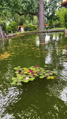 A post by @laila_afrin3 on TikTok caption: #تصويري #📸 #zürich🇨🇭 #schweiz🇨🇭 #rojava_rojhlat_bakor_başor❤💛💚 #kurdistan❤️ #عفرين_قامشلي_كوباني_درباسيه_ديرك_عاموا #Afrin 