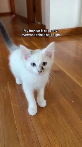 A post by @jesss_16 on TikTok caption: The prettiest kitten ever #cattok #kittensoftiktok #kitten
