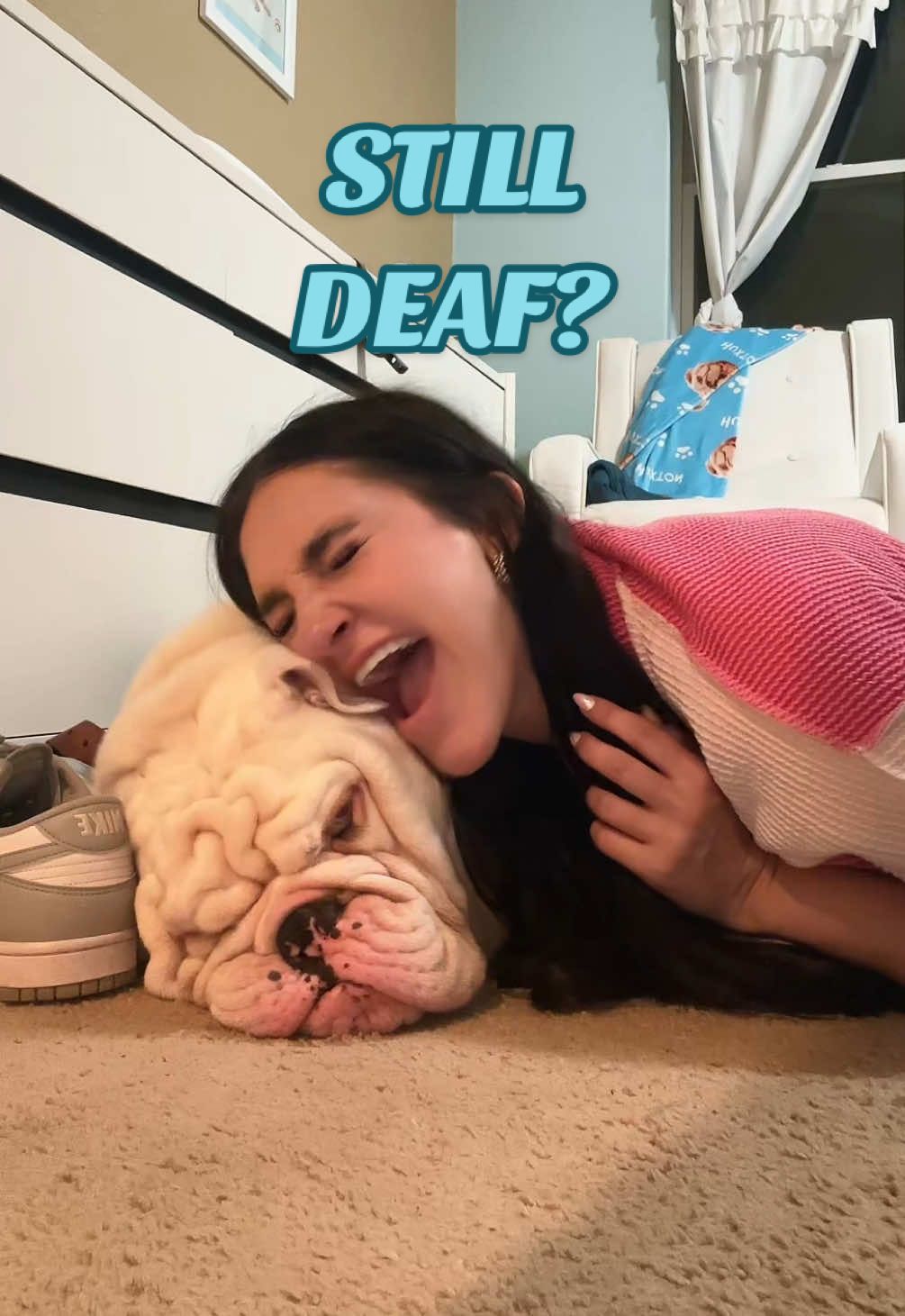 A post by @jupiterthebulldog on TikTok caption: what it looks like when I do my weekly checks to see if he is still deaf