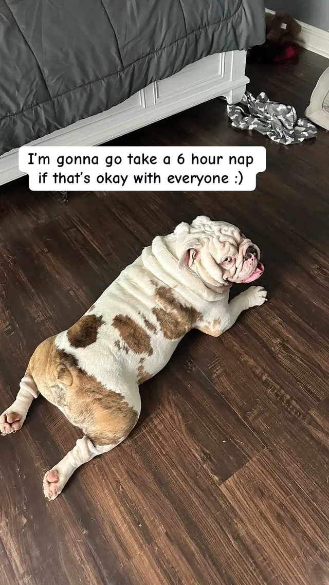 A post by @jupiterthebulldog on TikTok