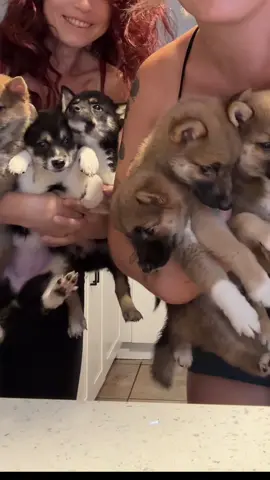 A post by @ragstorichesanimalrescu on TikTok caption: Bring me those little fluffers #puppy #puppylove #puppylover #puppies #puppiesofinstagram #pup #dog #dogsofinstagram #doglifestyle #cute #wisp #wispy #adorable #follow #followus #insta #instagram #staystinky #shiba #shibainu 