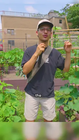A post by @nicolasnuvan on TikTok caption: Flower Art in Brooklyn Garden🌸