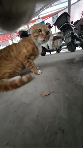A post by @max20499 on TikTok caption: #catsoftiktok #maxwell 