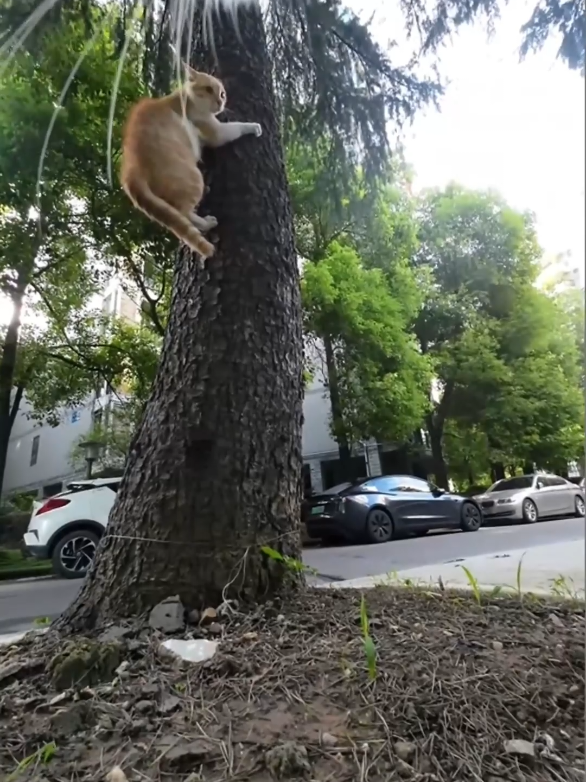 A post by @max20499 on TikTok caption: #catsoftiktok #maxwell 