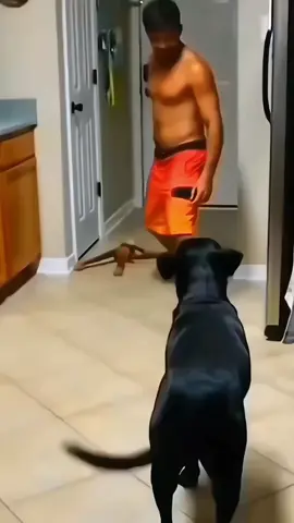 A post by @funny.pets____ on TikTok caption: Funny animals 😂😂  #pet #cat #dog #cute #animals #foryou #typ