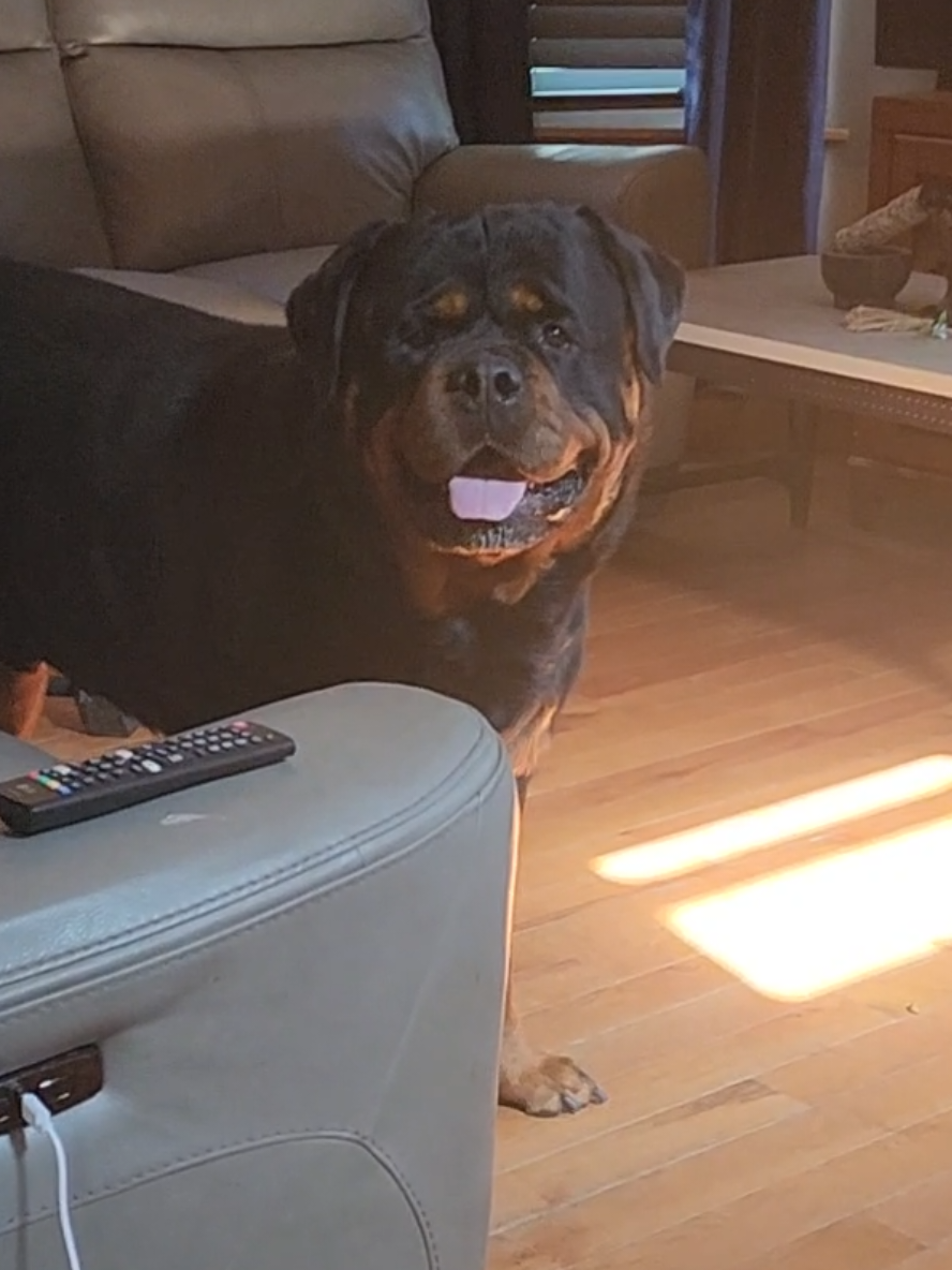 A post by @actionjackson2019 on TikTok caption: morning shenanigans 🤪 😜 #rottweilersoftiktok 