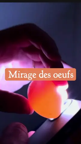 A post by @le.grand.gaulois on TikTok caption: Mirage de mes œufs 🐣 #mirage #terroir #oeufs #poussins #elevage #couveuse 