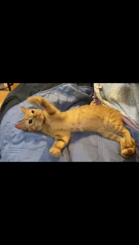 A post by @ragstorichesanimalrescu on TikTok caption: The kitten who escaped death so many times has finally left this earth. 5 years was too short, I’m sorry your body was so much trouble. We will miss you my sweet Toyo 💔 #fyp #foryou #foryoupage #rescue #rescuekitten #kitten #kittens #follow #followus #rescuecat #rescuekittenoftiktok #wisp #kittenlove #staystinky 