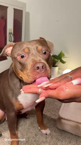 A post by @reignstormpit on TikTok caption: Snoh is two weeks post op from her spay surgery. Spend an early morning with us. ASMR Immersive morning routine. 🫧🐾🧼🩷 How long did you wait before getting your dog spayed ? 👀 #cute #dogsoftiktok #asmr #asmrsounds #dog #asmrvideo #pitbull #morning #routine #morningroutine 