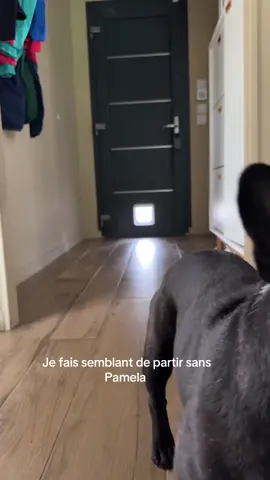 A post by @noholito on TikTok caption: Je fais semblant de partir sans Pamela 