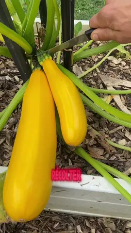 A post by @alex777terieur on TikTok caption: #jardinage #astuce #potager #permaculture 