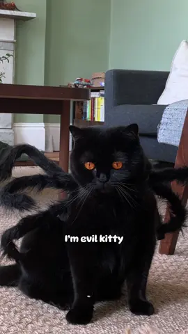 A post by @clementinemeows on TikTok caption: SPIDER CAT 🕷️👀 #goodkitty #blackcat #voidcat 