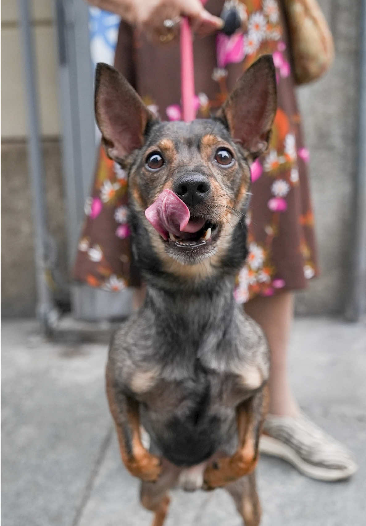A post by @doggodaiily on TikTok caption: Flash 🥹❤️ , #caniditorino