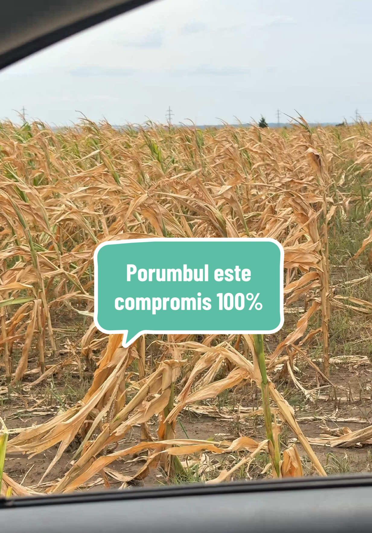 A post by @olteancaludi on TikTok caption: E secetă mare la noi. Văzurăți porumbul… nu mai poate fi salvat. Cei care au semănat mai târziu, s-ar putea să mănânce porumb anul ăsta. Eu sper să mai iau o coasa de lucernă ca e belita treabă dacă nu. 