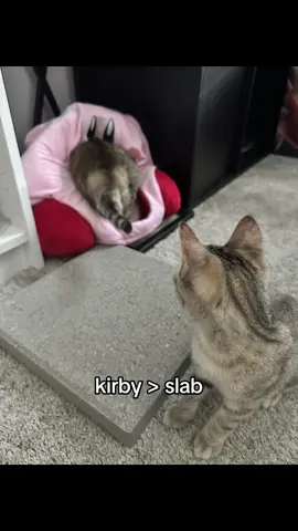 A post by @melodyandjiggy on TikTok caption: well none of my girls liked the slab as much as some of the other cats i’ve seen on tik tok 😭💔 #jiggysmalls #dwarfcat #jiggycat #jiggydoestrends #forupage #fypシ #viraltiktok 