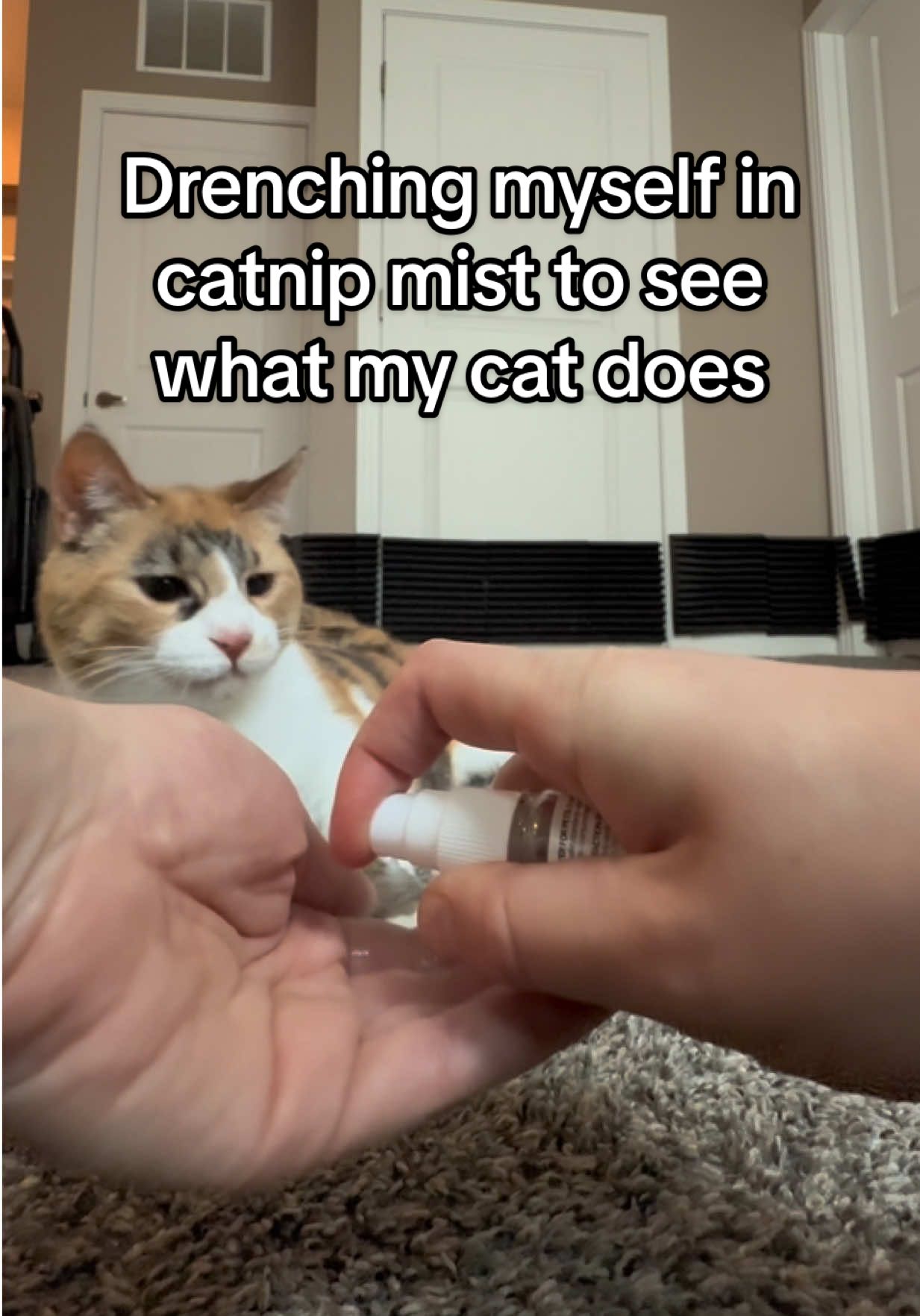 A post by @lifewithada on TikTok caption: Idk why she got mad #wobblycat #cerebellarhypoplasia #chcat #calicocat #calico #cutecat #cat #catnip #foryoupage #fyp 
