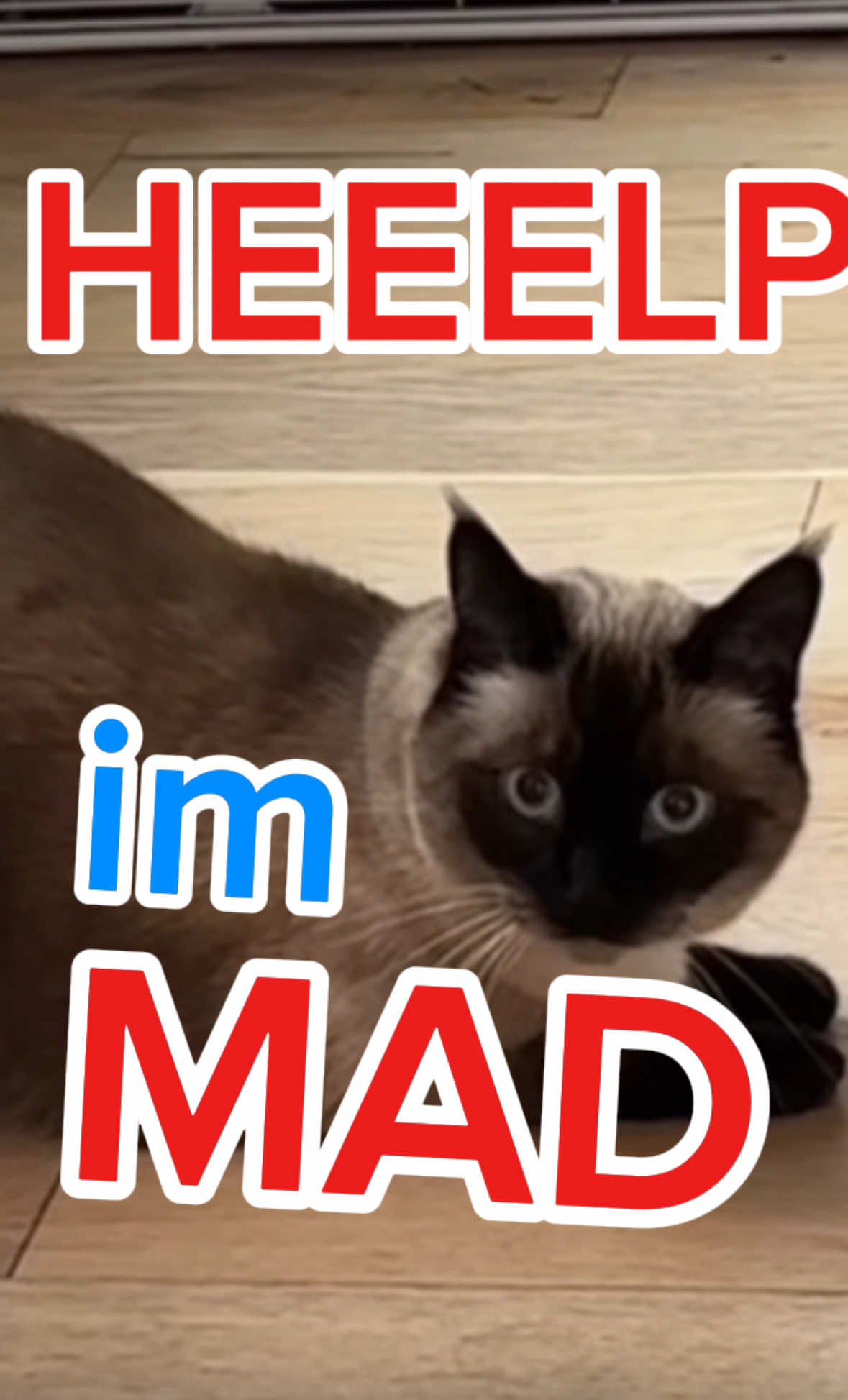 A post by @mervthecat on TikTok caption: IM MAD AT @MERVTHECAT3 For stealing my videos. Plz go on a computer browser to report them FOR IMPERSONATION or fraud. and thanks to everyone who's told us !! ❤️❤️❤️ #report #block #siamese #catsoftiktok #verifymerv #summer  @mervthecat3