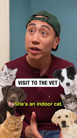 A post by @steveioe on TikTok caption: Game of Meowness 😌