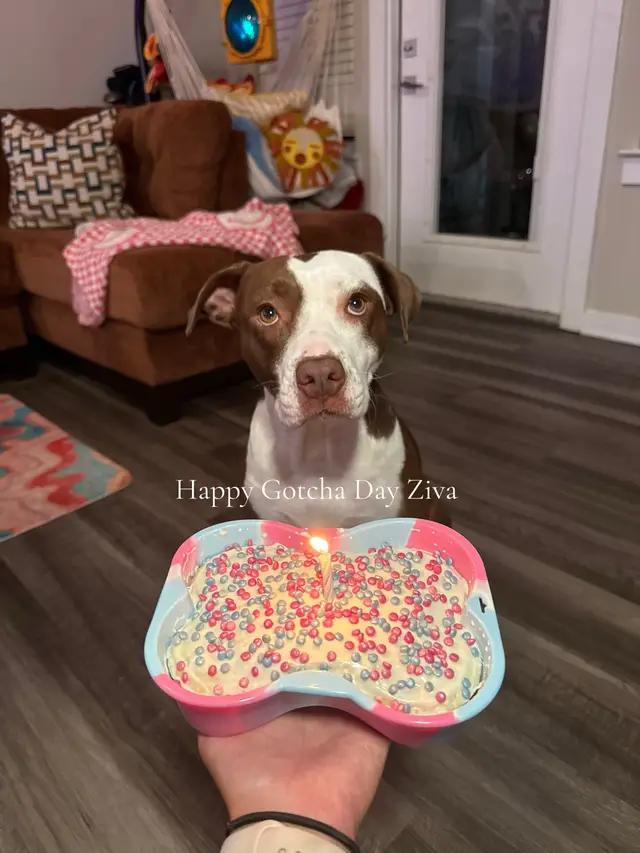 A post by @jennapryhurt on TikTok caption: Happy Birthday/Gotcha Day Ziva 💗