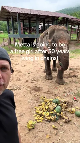 A post by @planting_peace on TikTok caption: We did it! There’s one more free elephant in our world! And her name is Metta! She’s going to love her new life as a free elephant at Bles! Can’t thank everyone enough for helping with this rescue. We basically had 24 hours to get this done!  We will keep posting updates! We’ve already started the process of getting her medical care! For now, she's enjoying some sweet treats.  - Aaron/Planting Peace #bles #boonlottselephantsanctuary #plantingpeace 