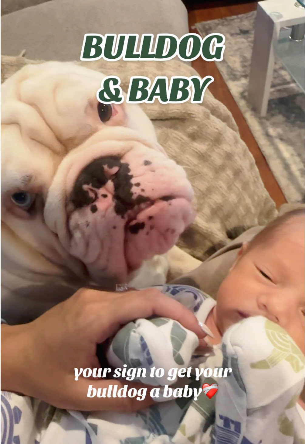 A post by @jupiterthebulldog on TikTok caption: Bulldog and babies.. really all you need in life 😌🐾🍼 #jupiterthebulldog #babyanddog 
