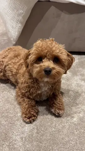 A post by @jadeanna on TikTok caption: My a tinky little baby