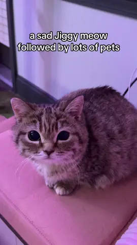A post by @melodyandjiggy on TikTok caption: for her most pitiful meows she doesn’t even have to open her mouth 🥺 #jiggysmalls #dwarfcat #jiggycat #foryouuuuu #fypシ #trendyyy #viralvideo 