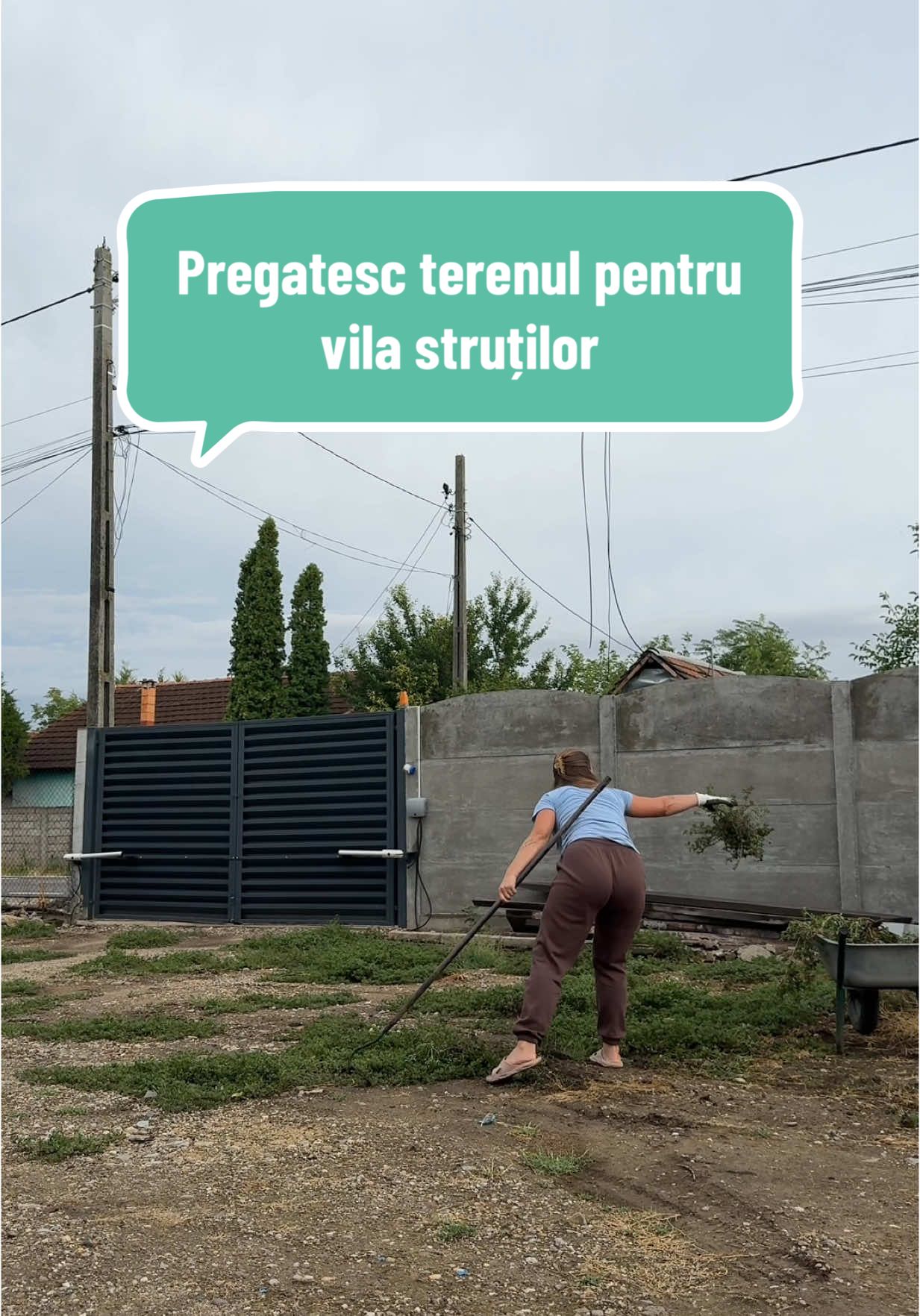 A post by @olteancaludi on TikTok caption: Curăț terenul pentru ca aici construiesc vila struților. Mă apuc să le fac avere așa cum se cuvine pentru ca au crescut. De ce credeți ca spăl grașița? Caprele nu o mănâncă cu pământ pe ea. Ori o jumulesc cu mâna, ori o tai cu sapa, o spăl și o usuc, abia apoi o mănâncă. 😩😂As fi jumulit-o dar pământul e prea tare aici, chiar daca a plouat și ieri și astăzi. #curatenie #constructii 