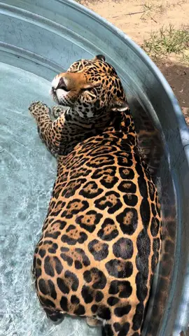 A post by @safarisammie on TikTok