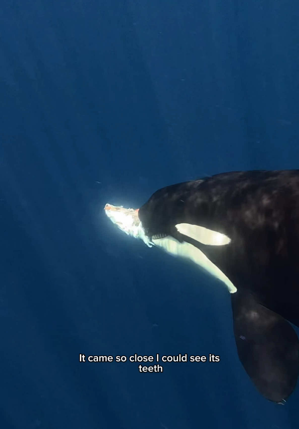 A post by @mermaid.kayleigh on TikTok caption: Orcas don’t just hunt together, they share their food too. These intelligent apex predators have been seen dividing prey among pod members and even offering leftovers to humans. In a recent article by @bbcwildlifemagazine researchers documented 34 instances where orcas deliberately offered prey (fish, stingrays, even seaweed and turtles) to humans across six different populations!  Sharing food is a way to build their relationships and may be just out of concern for another’s well being. In this video it felt like the orcas were showing me their food rather than offering it but knowing their concern for others always reminds me how deeply profound their relationships are.  #Orcas #KillerWhales #Ocean #snorkeling #whalewatch 