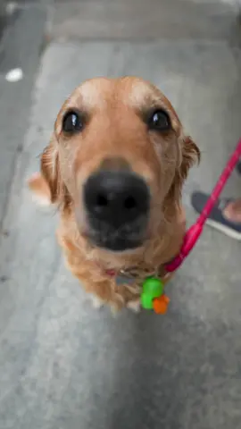 A post by @doggodaiily on TikTok caption: Daisy 🌼💛 , #caniditorino #golden #goldenretriever 