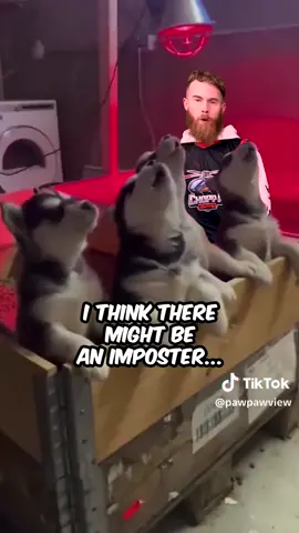 A post by @imbrandonfarris on TikTok caption: I indeed have that dog in me! Come bark at me on instagram! @imbrandonfarris