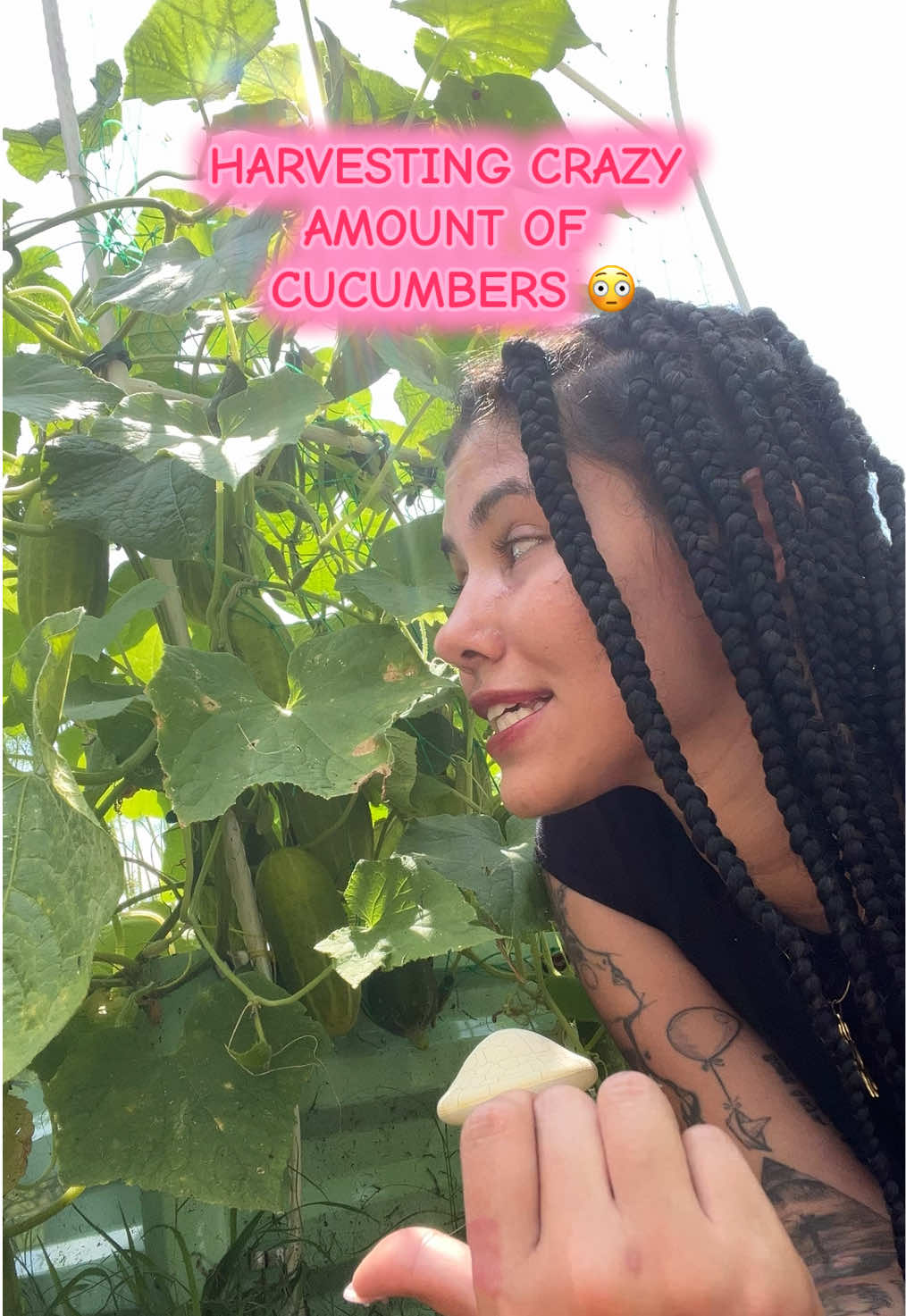 A post by @barbarasandre on TikTok caption: Harvest cucumbers with me 🥒 lmao why my intro sound like a 8 year old intro🤣