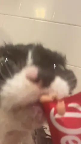 A post by @chiquitaolguita on TikTok caption: peabody aka pee boy, pp, pea, peepee paws, peter, ppap, peebles, peebs, pizz boy, p #devonrex #devonrexcat #curlyhair #cat #devonrexkittens #devonrexoftiktok #toocute 