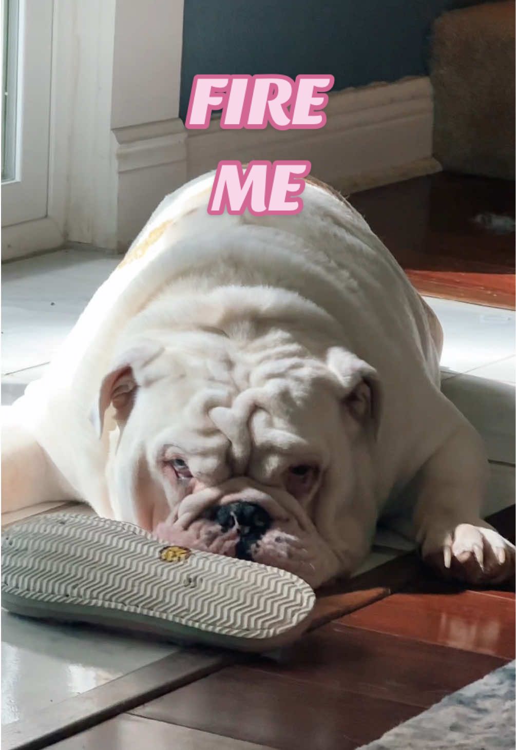 A post by @jupiterthebulldog on TikTok