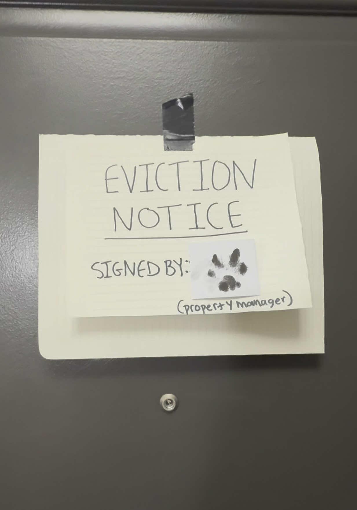 A post by @lifewithada on TikTok caption: Can’t evict the hands that feed you  #wobblycat #cerebellarhypoplasia #chcat #calicocat #calico #cat #eviction #funnyvideo #trickster #foryoupage #fyp 